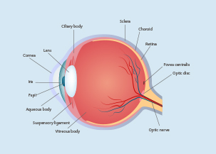 眼的解剖和生理