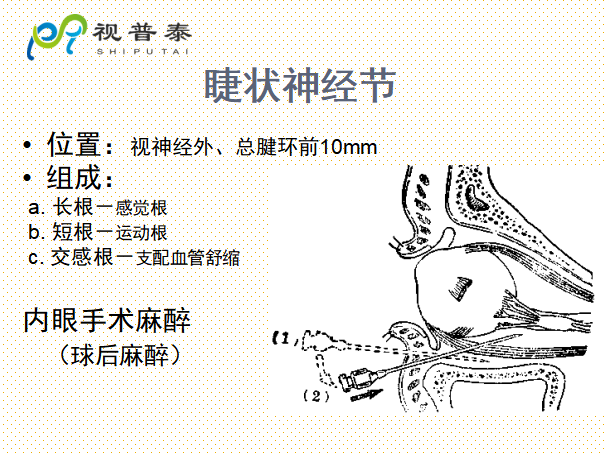 眼的解剖和生理